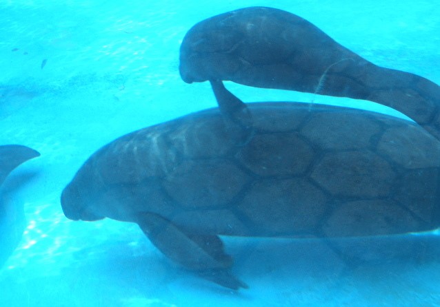 Seekuh mit Jungem im Bosque da Ciência/Manaus