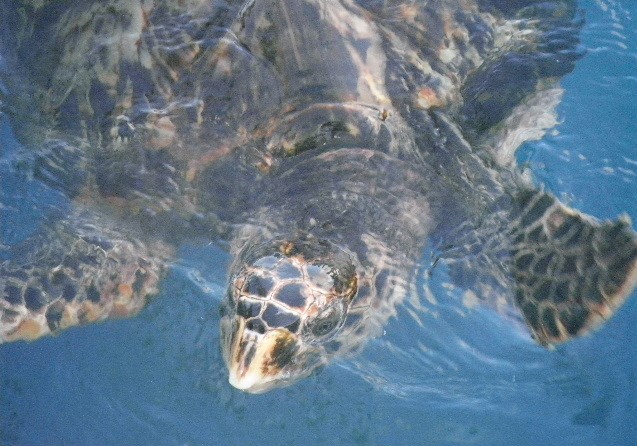 Projeto TAMAR-Praia do Forte/Costa dos Coqueiros
