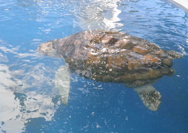 Projeto TAMAR-Praia do Forte/Costa dos Coqueiros 