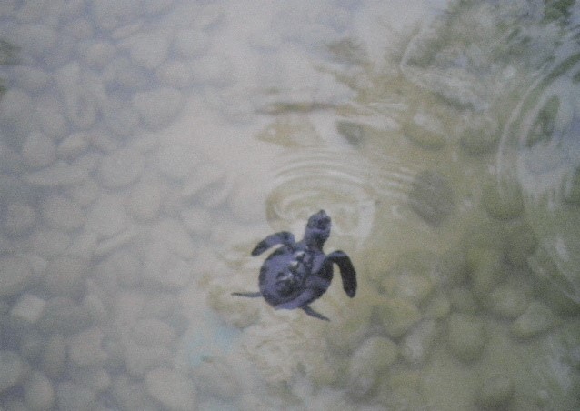 Projeto TAMAR-Praia do Forte/Costa dos Coqueiros