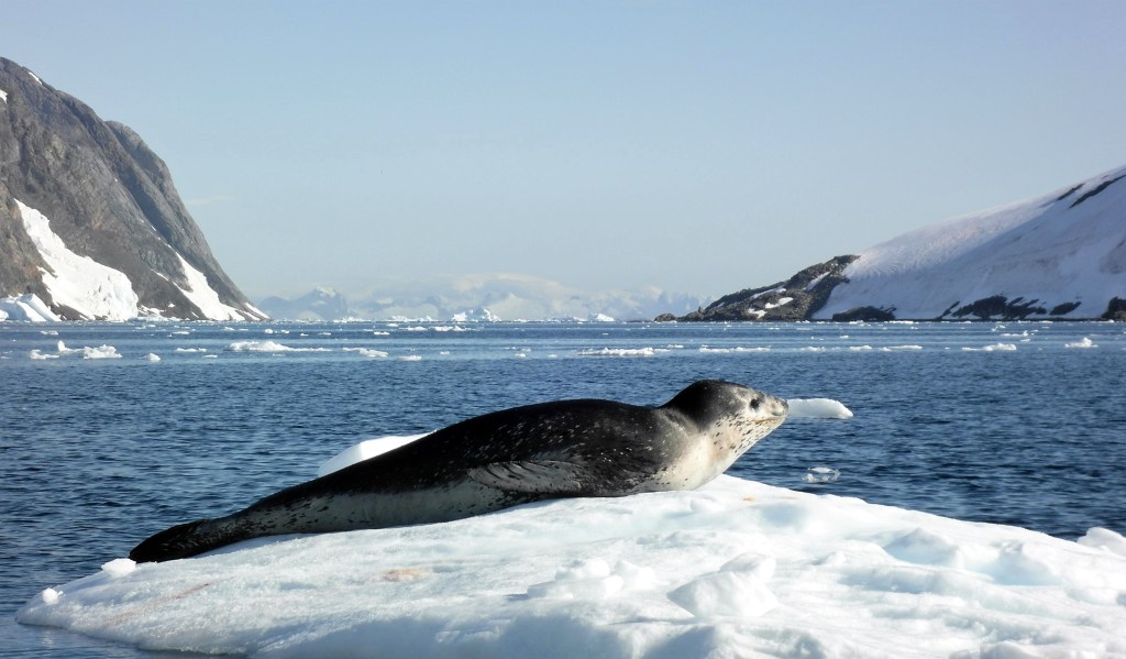 Krabbenfresser Robbe