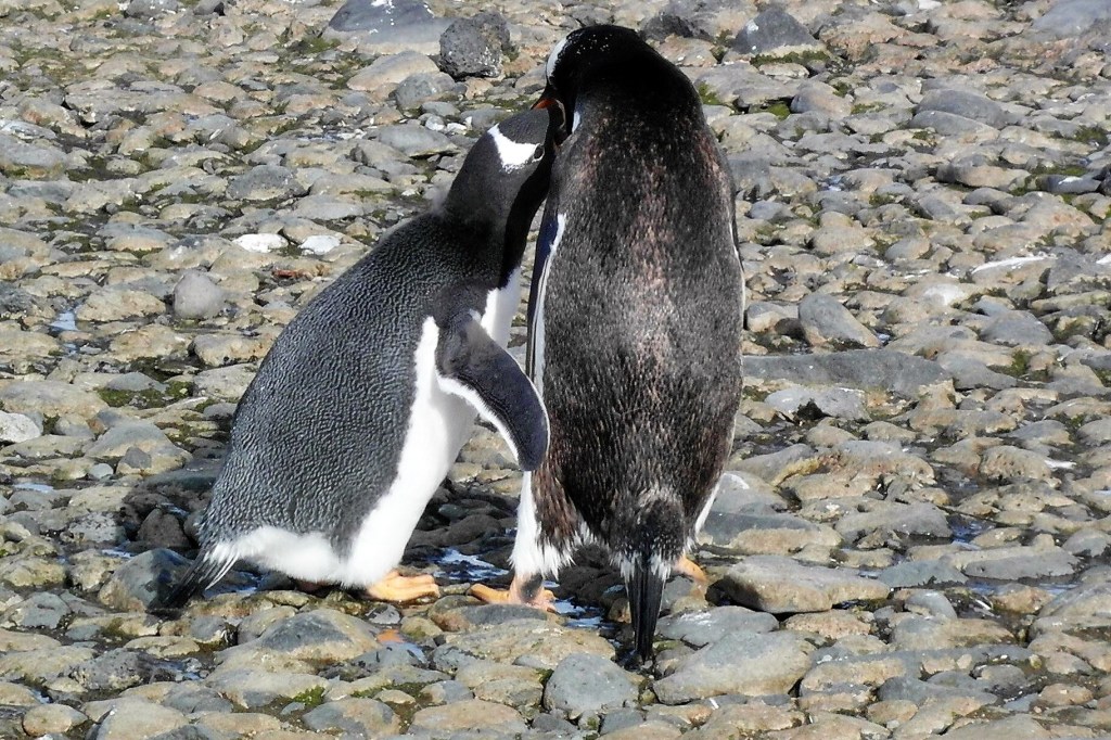 Eselspinguine
