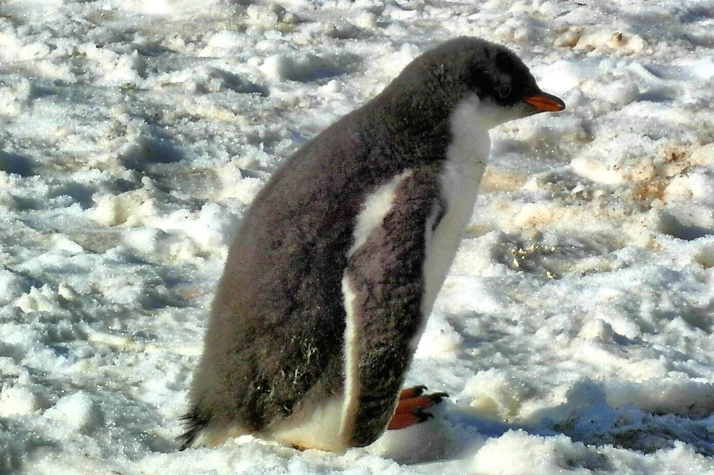 Eselspinguin in der Mauser