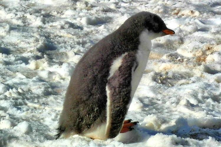 Eselspinguin in der Mauser