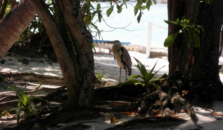 Tierwelt auf Ellaidhoo