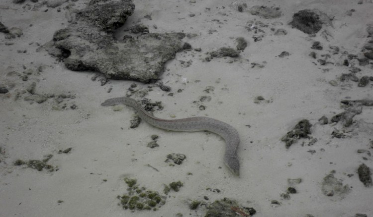 Muräne im Bungalowbereich