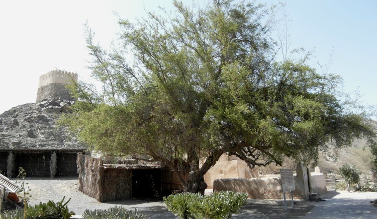 Al Badiyah Mosque/Khor Fakkan